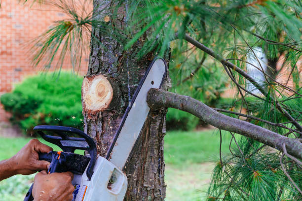 Reliable Dothan, AL Tree Service Solutions